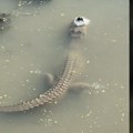 "Pažnja! Životinja na slici nije mrtva" Šok snimak aligatora obišao svet: Evo o čemu se radi (foto/video)