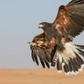 Špelom protiv vrana: Koprivnica se dosetila sjajne prirodne metode da se izbori sa dosadnim pticama