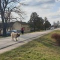 U ovom gradu u Srbiji na human način smanjuju populaciju napuštenih pasa