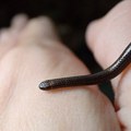 Duga 10 cm i tanka poput špagete: Najmanja zmija na svetu ponovo otkrivena, 20 godina nakon što je poslednji put viđena