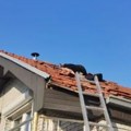 Prizor od kog hvata jeza Vladica otvorio vrata, a unutra smrad, izmet i legla divljih životinja