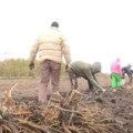 U Bavaništu nema odmora Priprema se rasad, „opipava“ tržište, sklapaju dogovori s otkupljivačima... A evo koje je lekovito…
