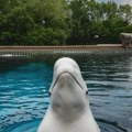 Kanadski park preti eutanazijom 30 beluga kitova: Vlada odbila da ih premesti u Kinu
