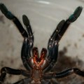 Držao 150 tarantula kao ljubimce: Evo šta su nadležni zatekli u kući - da se naježiš!