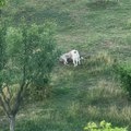 (Uznemirujuć snimak) Čopor pasa lutalica ušao u tor i rastrgao jagnje Krvavi pir kod Novog Pazara: Meštani strahuju za decu, u…