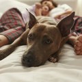 Пас вам се свако вече увлачи у кревет? За то има велике разлоге