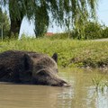 (Video) Iz šume spas od vrućine pronašla u bari u centru sela: Divlja svinja iznenadila meštane u centru Mrčajevaca