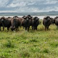 Do sada su oni bili ugrožena vrsta u Srbiji Stiglo krdo divljih životinja u Specijalni rezervat Obedska bara, njihova uloga…