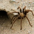 Upoznajte "kralja genitalija" Otkriven novi rod tarantula sa velikim polnim organom! (video)
