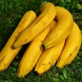 Банане више не морају да труле: Овај кухињски трик мења све