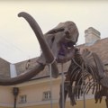 Nova epizoda emisije "Kustos": Zavirite u dom najpoznatije mamutice u Srbiji (VIDEO)