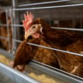 Jedna država EU hitno zabranila uzgoj sve živine