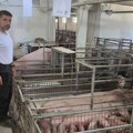 Svinjarstvo između zaraze i uvoza: Hoće li nove generacije umesto prave šnicle jesti njenu kopiju?