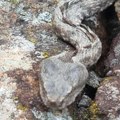 Čudo na Zlatiboru, invazija poskoka used zime: Iskusni planinari nikada nisu videli ovoliki broj zmija u ovo doba godine…