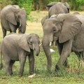 Pre nego što su izgubljenu bebu slona vratili majci, namazali ga blatom da sklone miris ljudi