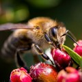 Borba protiv lažnog meda, najvažniji zadatak Evropskog pčelarskog saveza