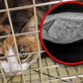 Veterinarka iz Hrvatske užasnuta snimkom stomaka napuštene mačke: To sam videla samo jednom ili 2 puta u svojoj praksi…