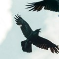 Na nebu iznad ovog grada vodi se bitka za prevlast: Sokolari svojim pticama rešavaju problem