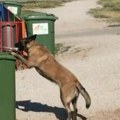 Čudesan pas iz niša Hajdi ima pune šape posla! Čim vidi smeće, malinoa odmah reaguje, pokupi i baci u kantu?!