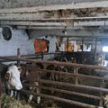 Otvoren konkurs za pomoć stočarima