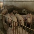 Nisu samo prerada i trgovina klinovi u točkovima stočara – proizvođači i stručnjaci nude rešenja