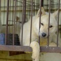 U Južnoj Koreji više ne jedu pse, ali šta će biti sa životinjama