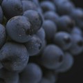 Nova sorta voća koja ima status superhrane