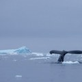 Тајне Јужног океана скривене у блату са морског дна