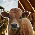 Srbija godišnje izveze 40.000 žive junadi: Najveći napredak beleže stočari iz ova tri grada, a evo koje su rase goveda…