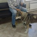 Пас напао медведа да би спасао власника: Звер га је гризла и кидала канџама, али је преживео