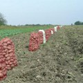 Krompir na Kosmetu rodio kao nikad Najbolje se pokazalo holandsko seme