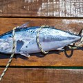 Tuna prodata na aukciji za 789.000 dolara (video)