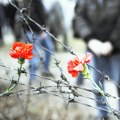 Begom kroz žice na putu slobode - Dan proboja nacističkog logora na Crvenom krstu