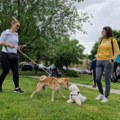 Na Međunarodnoj izložbi pasa u Leskovcu preko 250 učesnika
