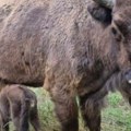 Iza ove preslatke slike sa Fruške gore krije se nešto krupno! Važno je za celu Evropu