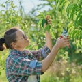 "Nije sve gotovo do druge dekade aprila": Šumadijski voćari očekuju dobar rod i da se katastrofalna 2025. ne ponovi