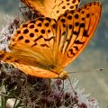 Suvo i toplo, sa temperaturom do 30 stepeni
