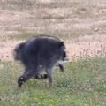 Kako je jedan neobični rakun postao najveća gejming zvezda