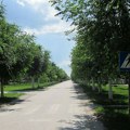 Srpsko selo sa drvoredom kao iz bajke: Ko prođe ispod njega, teško ga zaboravlja (foto)
