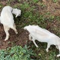Zaposlene koze: Nagi i Poke čiste železničku stanicu od korova