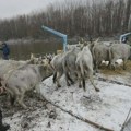 Spasena većina krava sa Krčedinske ade, sutra spasavanje konja (FOTO/VIDEO)