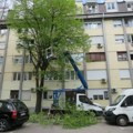 Orezivanje drveća pred početak vegetacije