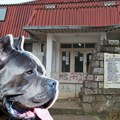 Kraj drame u Gabrovcu: Uhvaćen pas koji je izujedao učenike