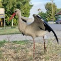 Završen je popis roda: Naša sredina se po mnogo čemu izdvojila i baš smo se obradovali!