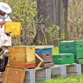 Država će pojačati kontrolu zbog falsifikovanog meda