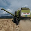 U PIROTSKOM KRAJU U TOKU ŽETVA PŠENICE: Suša uticala na prinose, kvalitet zrna zadovoljavajući