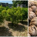 Neverovatna krađa! „ručno“ mu odneli tri tone oraha! Vlasnik u šoku posle najčudnije pljačke: „Ni traktor, ni točak nisu…