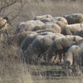 Psi lutalice usmrtili 15 ovaca na imanju kod Bijelog Polja