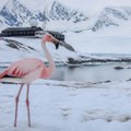 Fotografije kreirane veštačkom inteligencijom ometaju praćenje ptica
