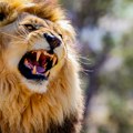 Lav ubio lavicu u zoo-vrtu u Zagrebu! "Lepo su se slagali, nije bilo naznaka..."